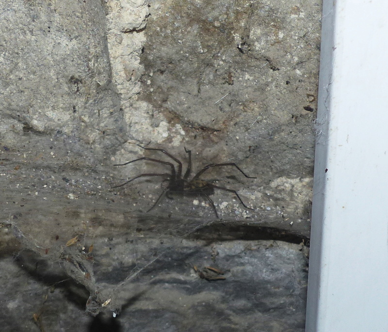 nos clichés d'araignées..... P1010716