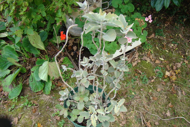 Kalanchoe beharensis Dsc01140