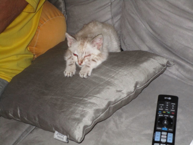 j'ai sauvé un chaton Img_1210