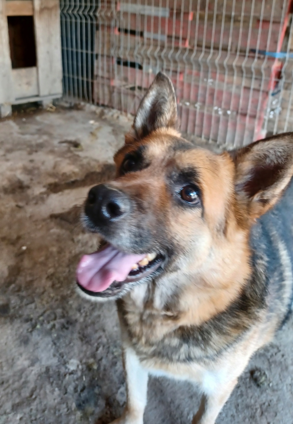 RONNIE, TYPE BERGER ALLEMAND MALE NE LE 15/03/2018  FRERE DE BONNIE- MOLUK 12-SC-R- PARRAINE PAR TOM58 20230546