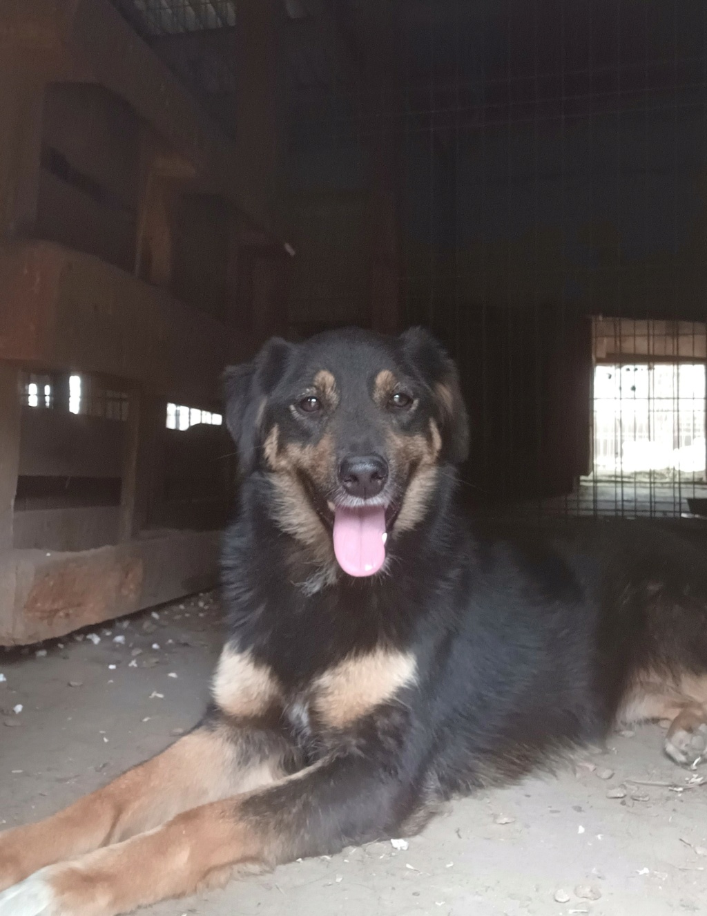 TEXANE, née le 24.03.2021 - sauvée de Pallady avec 4 autres chiens - parrainée par Coco65-SC-R- 20230631