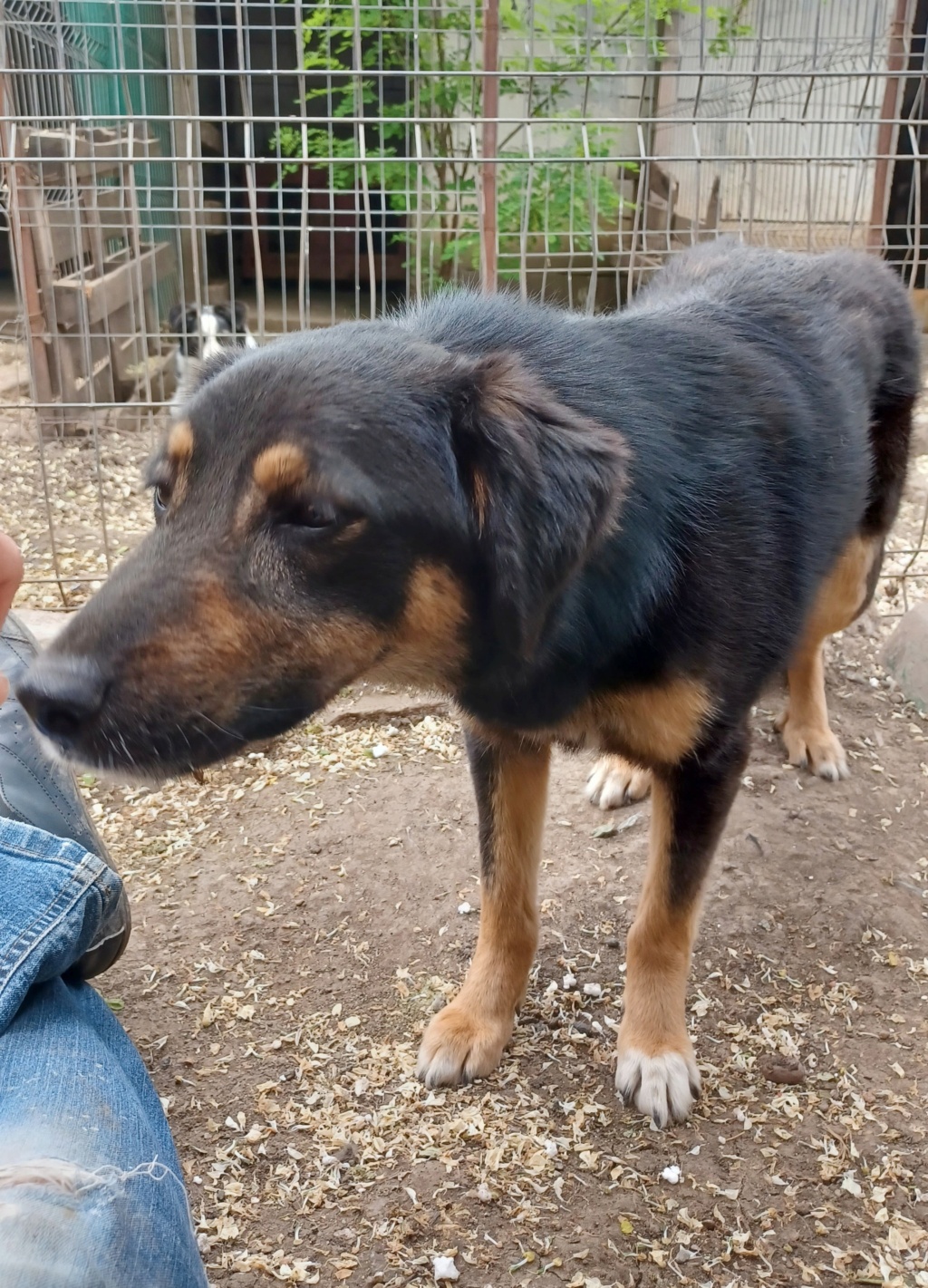 TEXANE, née le 24.03.2021 - sauvée de Pallady avec 4 autres chiens - parrainée par Coco65-SC-R- 20230633