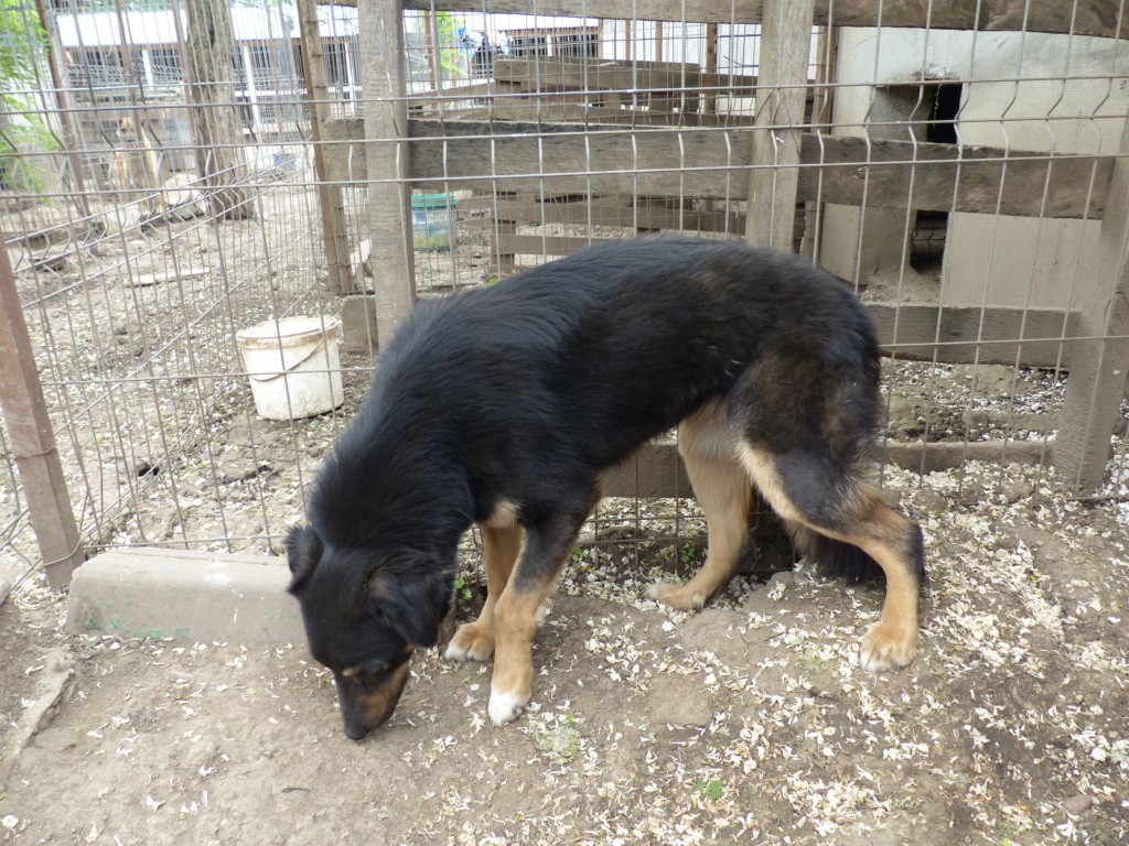 TEXANE, née le 24.03.2021 - sauvée de Pallady avec 4 autres chiens - parrainée par Coco65-SC-R- P1240123