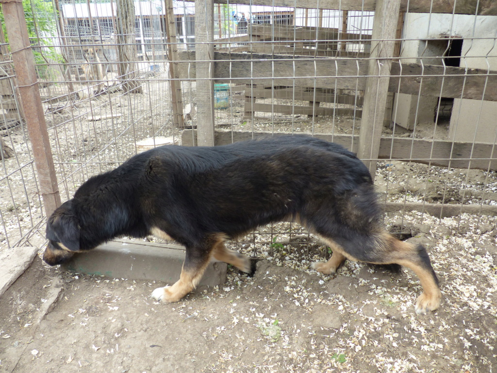 TEXANE, née le 24.03.2021 - sauvée de Pallady avec 4 autres chiens - parrainée par Coco65-SC-R- P1240124