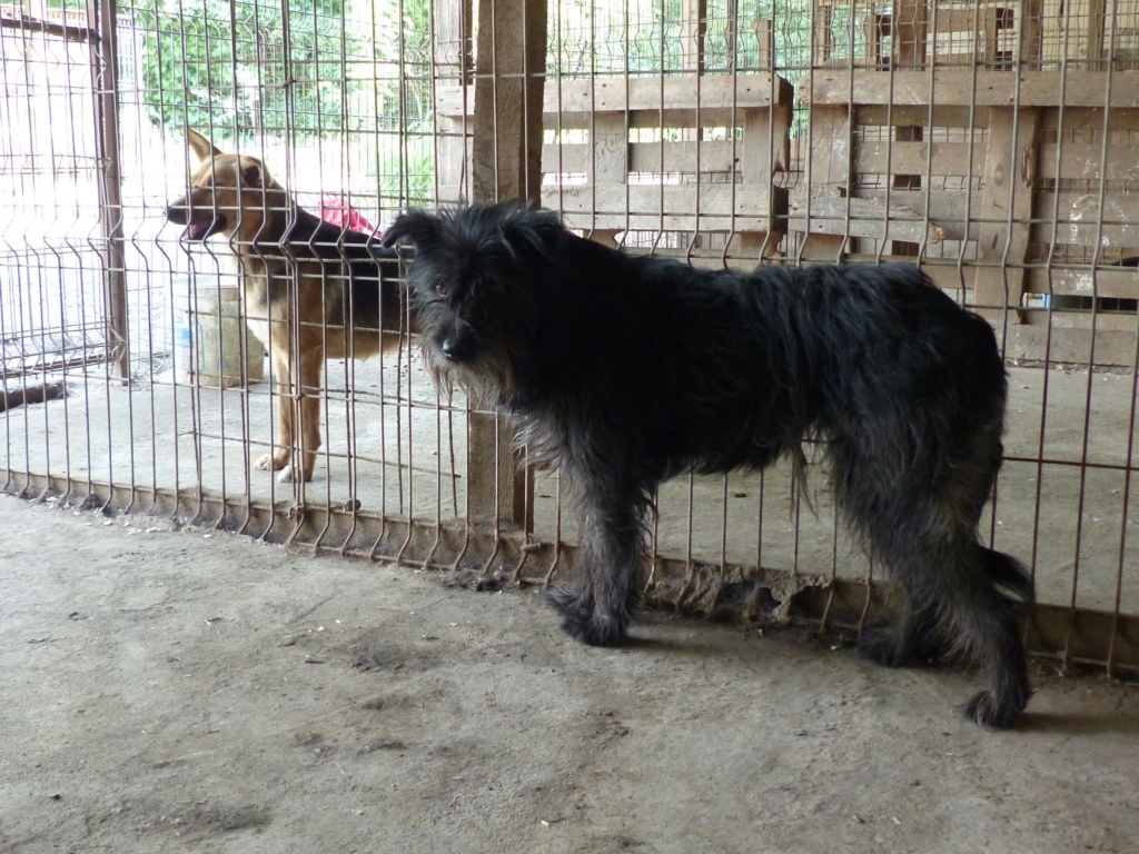 NOUKA, femelle née le 30.06.2018 , CROISEE GRIFFON sortie de l'équarrissage le 18 Février 19- marrainée par Myri_Bonnie --R- - Page 2 P1250711