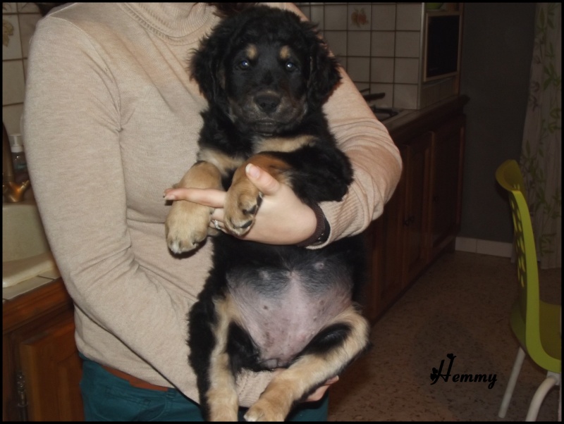 trouvé dans un carton 3 chiots femelles 2 mois X beauceron maintenant a l'adoption( en F.A 84) He_610