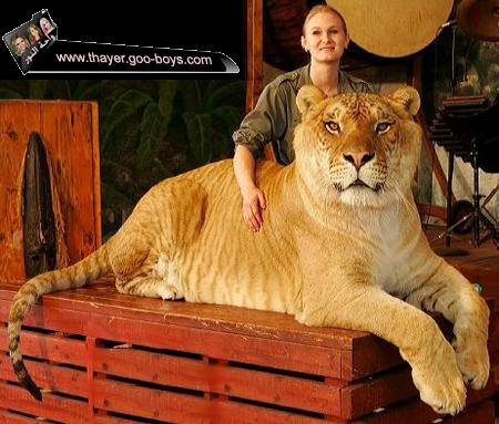 اكبر نمر فى العالم 16061610