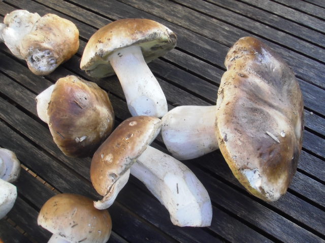 Champignons  Cepes211