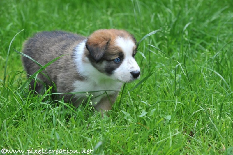 A réserver chiots border collie LOF Chiot010