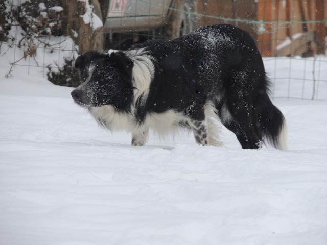Les chiens et la neige  Dscn3511