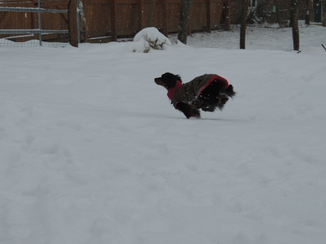 Les chiens et la neige  Dscn3514