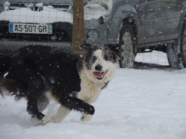 Les chiens et la neige  Dscn3613