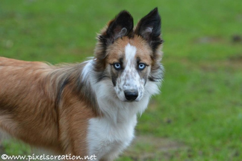 A réserver chiots border collie LOF Havann13