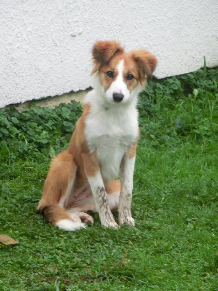 A réserver chiots border collie LOF Hizy10