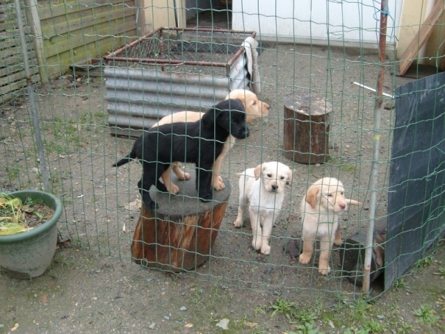 urgent - fa pour 3 chiot labradors en region nantaise ADOPTES Chiot_10