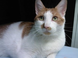 Appy Chat Marron Et Blanc