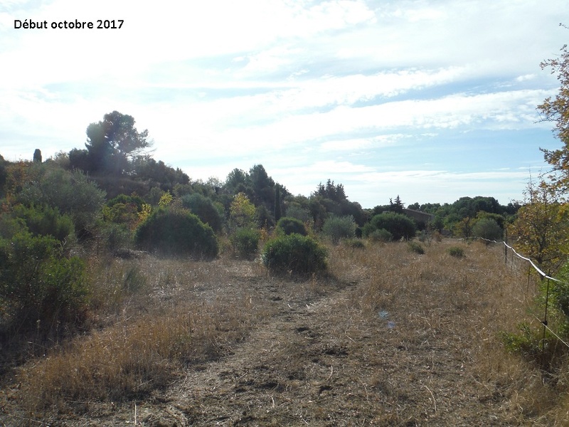 JdB de 4 hectares de pâtures dans le SUD : petit bilan - Page 7 2015pa10