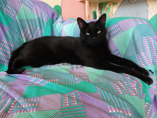 Fiston, gros chat noir né en 2012 - SLPA Amance Fiston10