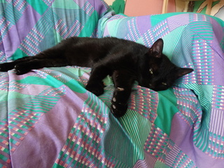 Fiston, gros chat noir né en 2012 - SLPA Amance Fiston12