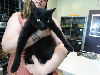 Fiston, gros chat noir né en 2012 - SLPA Amance Fiston14