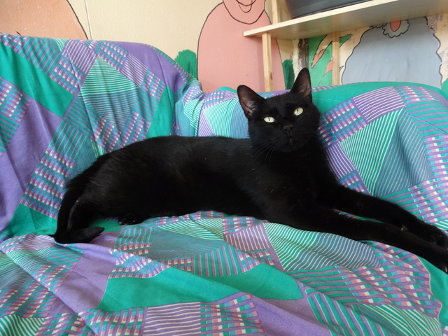 Fiston, gros chat noir né en 2012 - SLPA Amance Fiston16