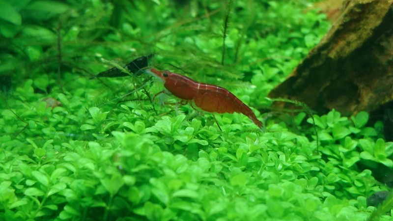 96 litres avec TWB,  TWB mix et Corydoras pigmaus Dsc_0512