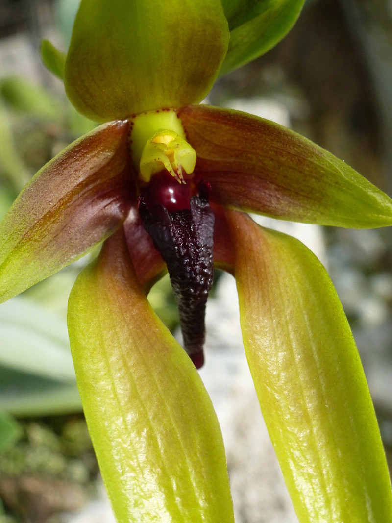Bulbophyllum carenculatum P1250524