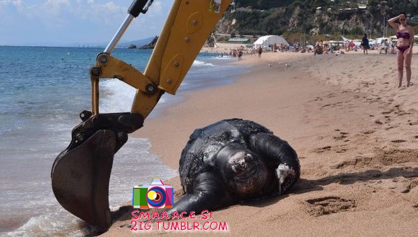العثور على سلحفاة عملاقة حوالى 700 كيلوغراما على الشواطئ الإسبانية  Nour1210