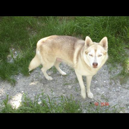 (résolu) perdue KAYA femelle husky de siberie marron clair/blanc pucée 16/1/13 PUGET-THENIERS 06 58034_10
