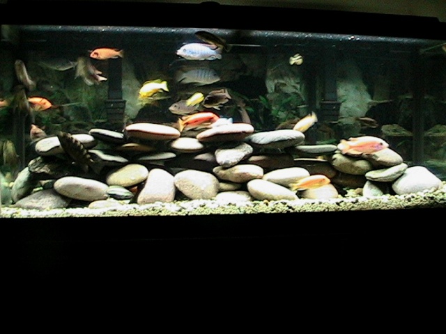 75g Re-scaped Img_1110