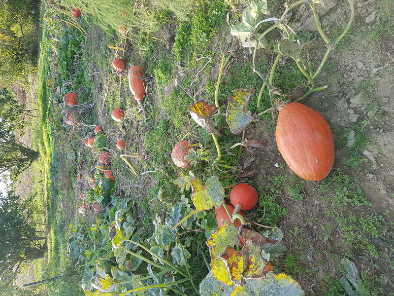 Ça pousse quand-même au jardin ! 20170913