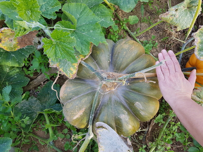 Ça pousse quand-même au jardin ! 20170914