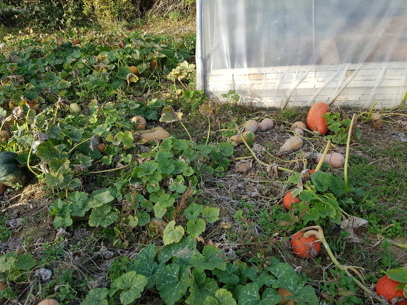 Ça pousse quand-même au jardin ! 20170915