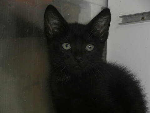 Sweet Chaton Noir Yeux Bleus