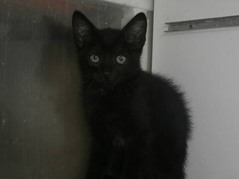 Sweet Chaton Noir Yeux Bleus