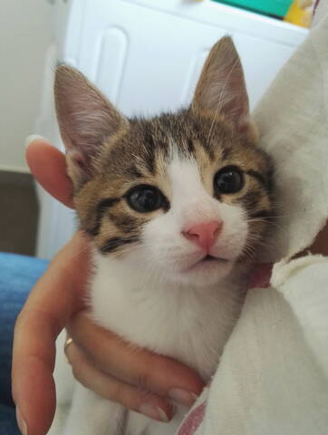 Chatons Non Sevres Chatons Non Sevres