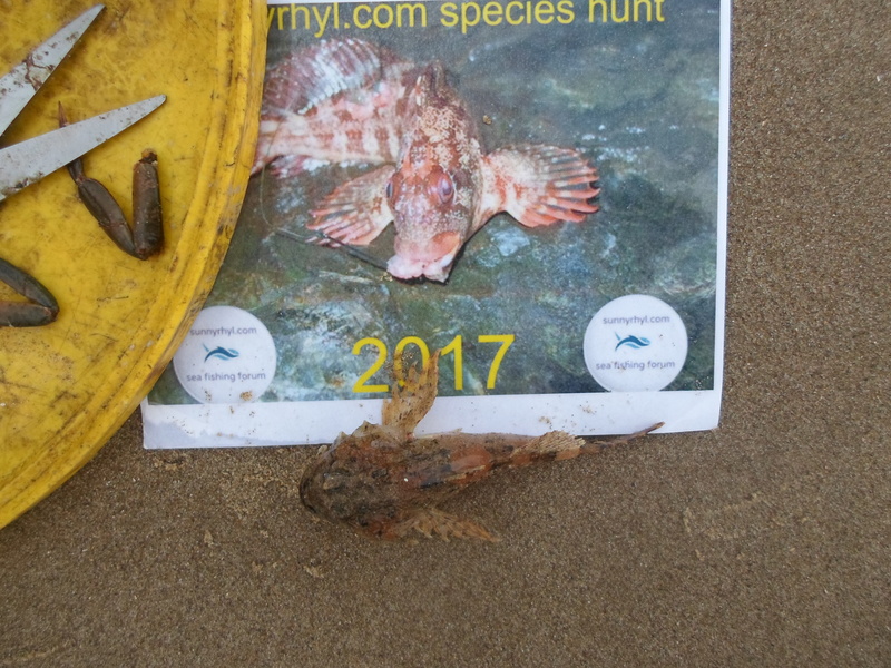 Squidward`s 2017 species Sam_0414