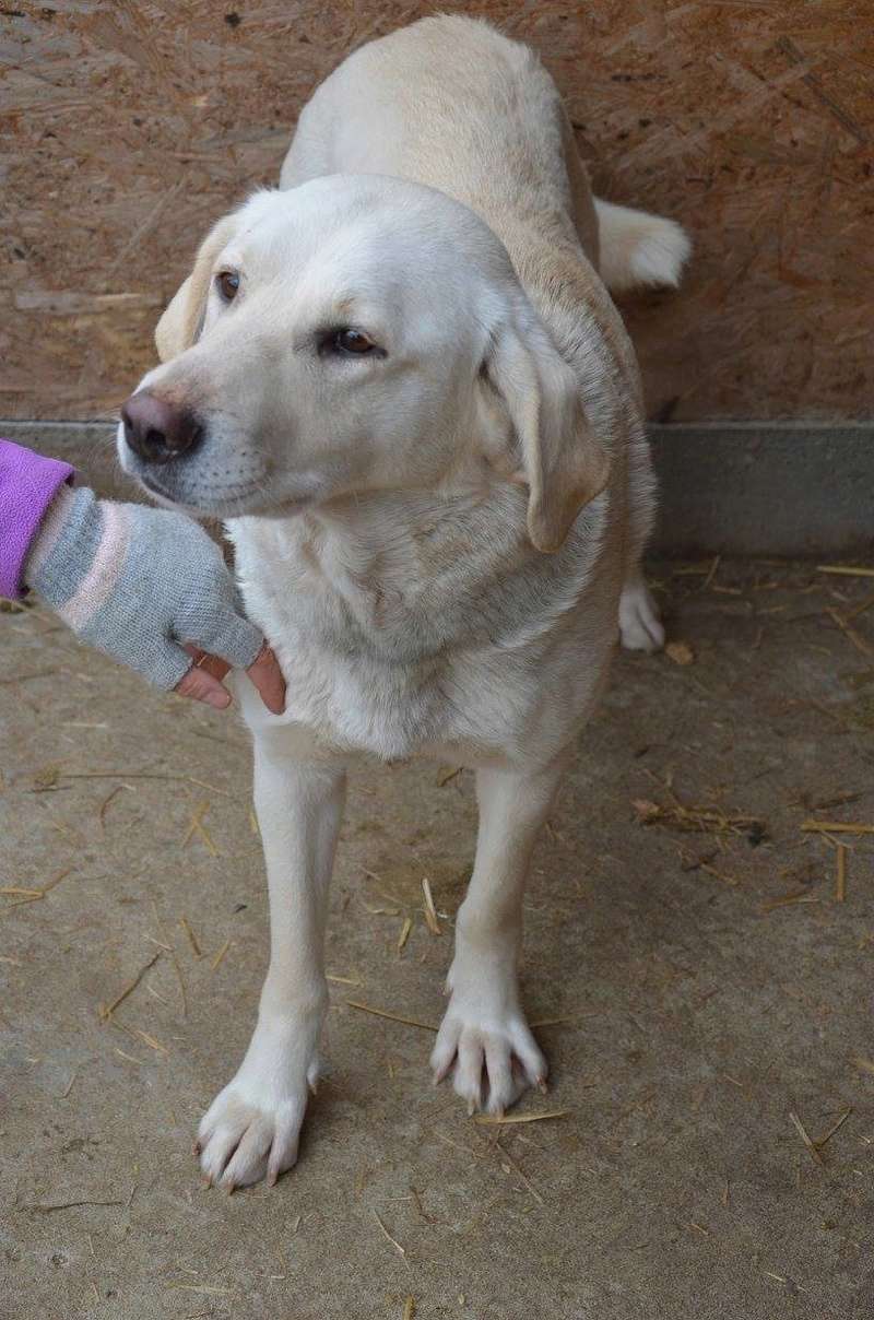 JAZZ - femelle croisée Labrador, de taille moyenne, née environ mars 2013. Sociable et affectueuse - CHEZ ALINA & ANDA - Adoptée par Catherine (depart 33) 12473510