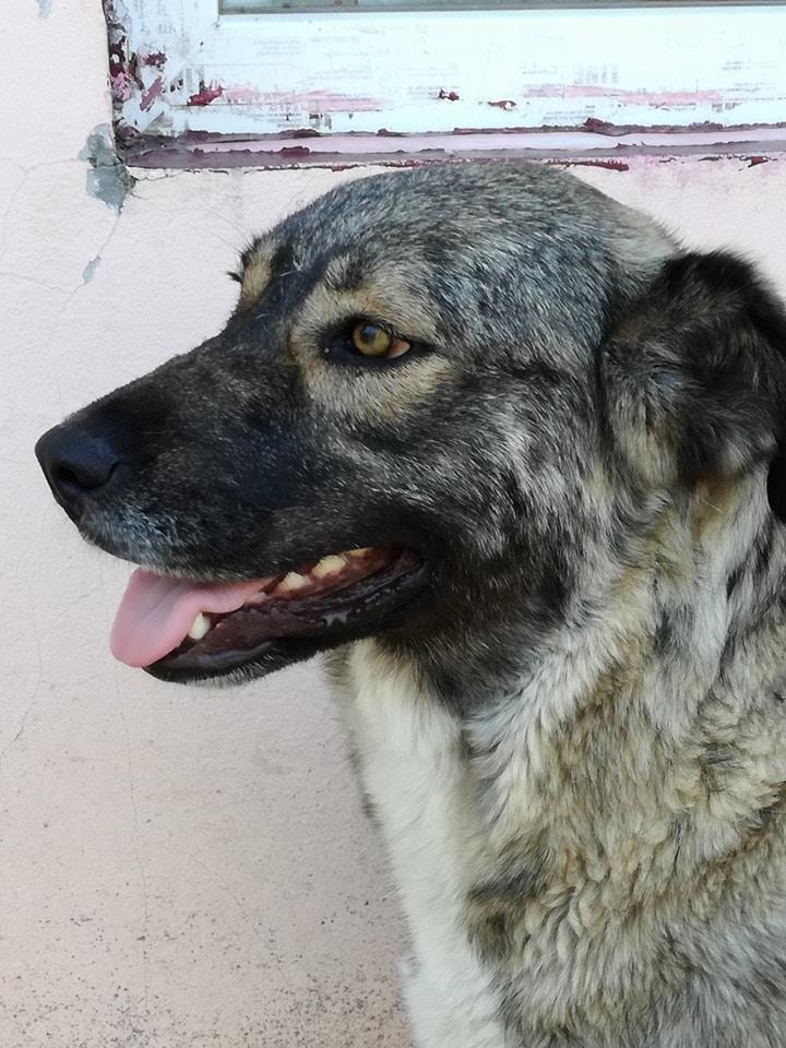 ZOEE !! PLUS DE 6 ANS DE CAPTIVITE !!  femelle de grande taille, née en 2015 ( BUCAREST ) EN FA CHEZ LUIZA 19458411