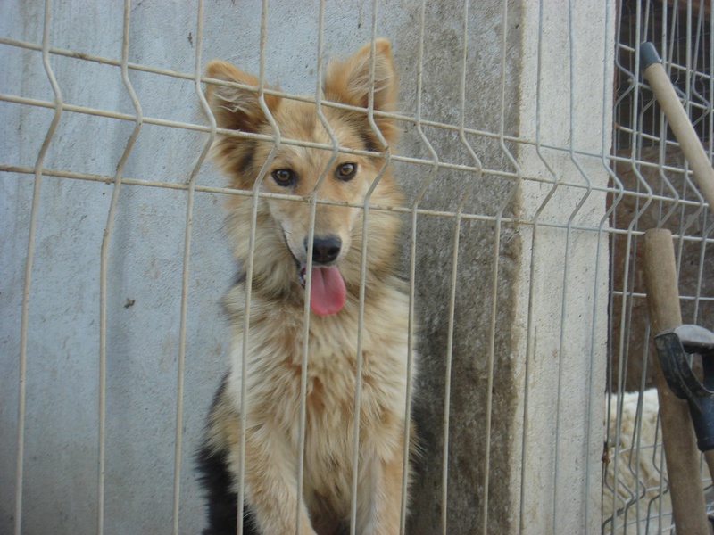  TALYA (ex INGA) - femelle croisée de taille moyenne, née environ septembre 2016. Sociable et affectueuse - CHEZ ALINA & ANDA - Adoptée par Josiane (Belgique) 19477412