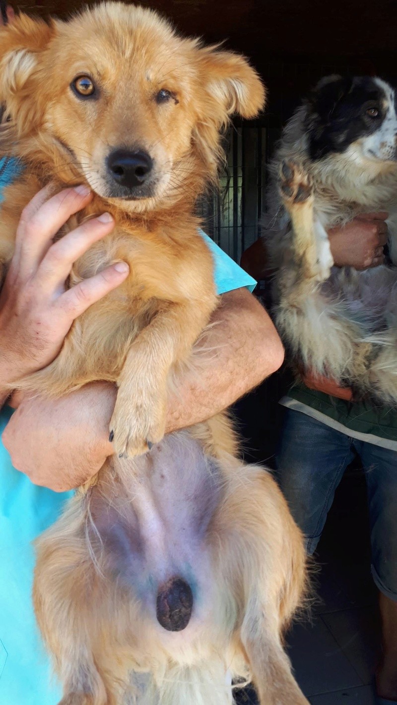 JAMIE - joli petit chien borgne, croisé de petite taille, né environ mars 2015, sociable - (PASCANI) - Remember Me Land - Adopté par Lola ( 84) 20629810