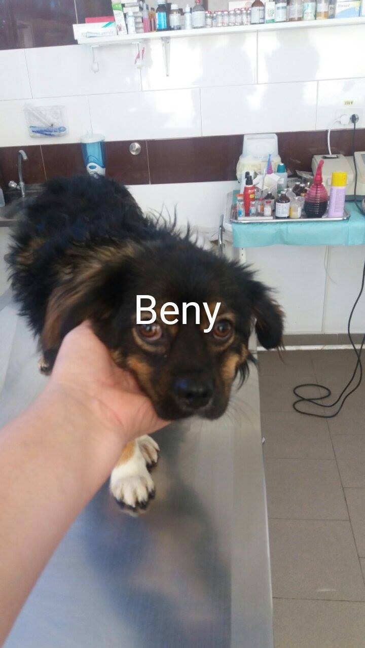 BENY - mâle croisé Pékinois de petite taille, né en 2015. Jeté d'un train ( PASCANI) - adopté en Roumanie 20773511