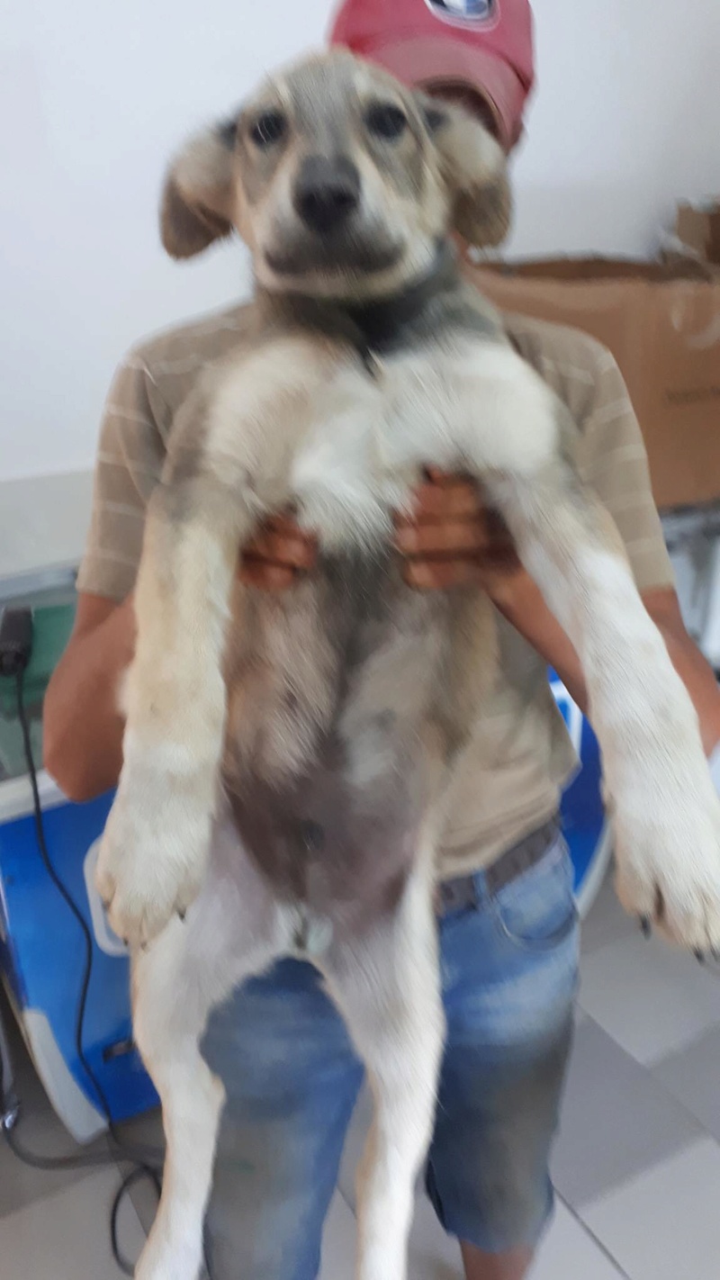 HIDALGO - mâle croisé chien Loup Tchécoslovaque de taille moyenne adulte, né en mars/avril 2017 (PASCANI) - EN FA CHEZ LUMINITA - Adopté par Reva et Pierrick (depart 02)  21037711