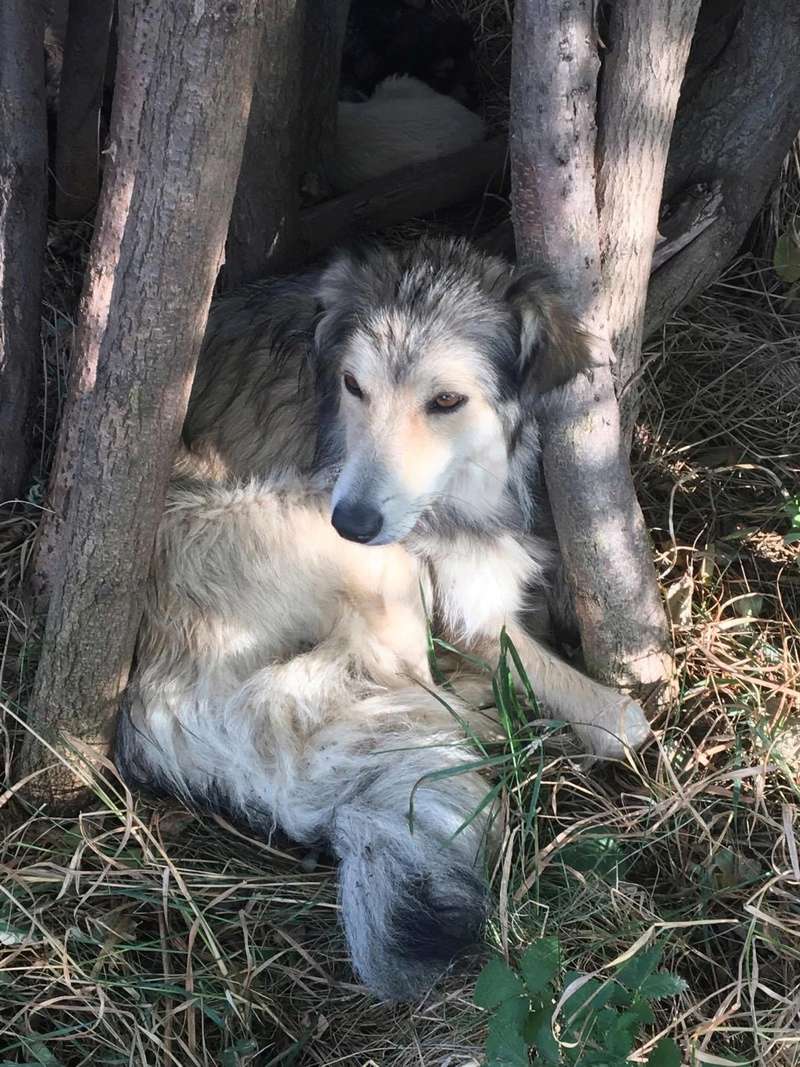 RUBY - femelle croisée colley de taille moyenne, née en 2014 - en FA chez FalconBlue (18) - Adoptée par Marie-Anne en Belgique) 21908210