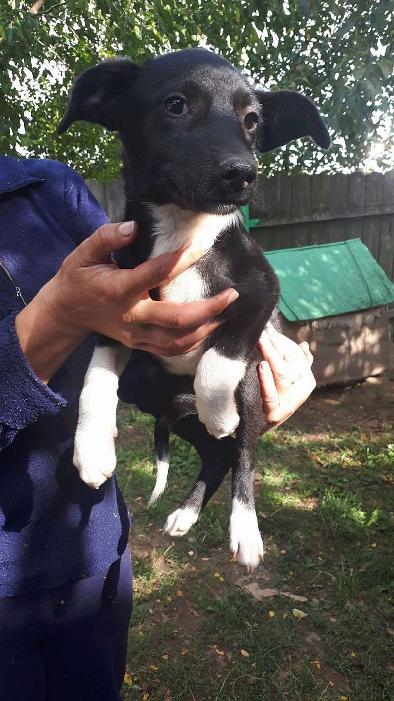 ZAZA - femelle croisée de taille petite à moyenne à l'âge adulte, née juin 2017 - Adoptée par EVE (BELGIQUE) 22047310