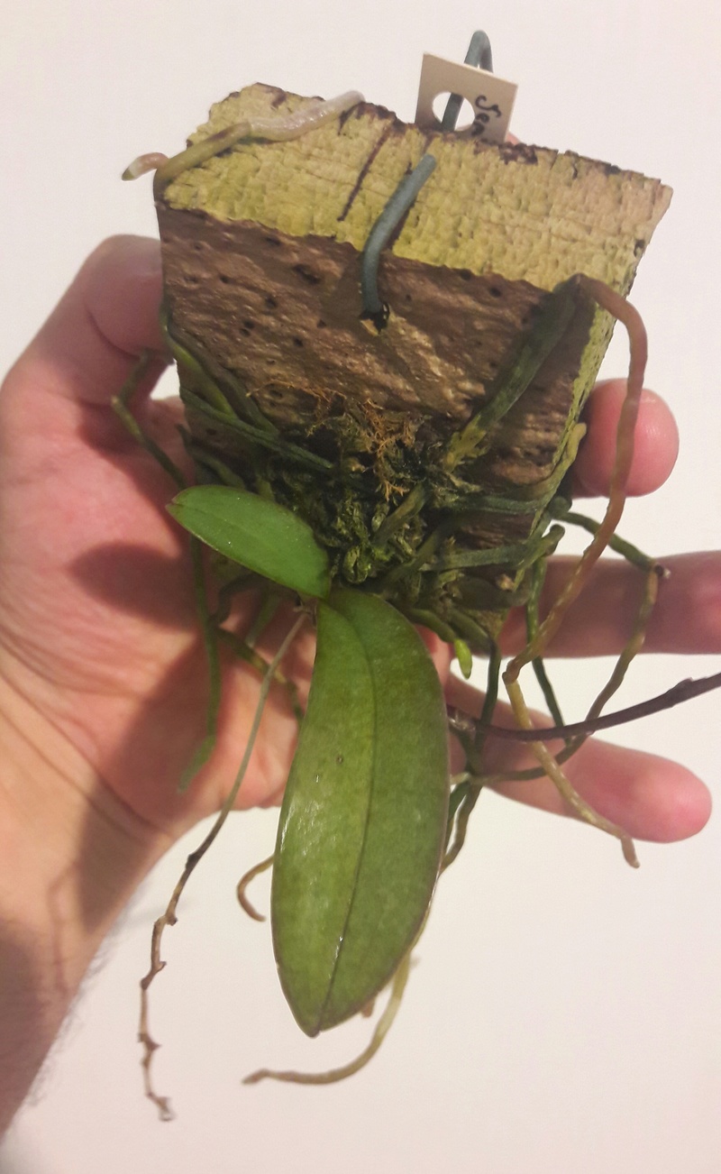 Phalaenopsis San Shia Swan (pulcherrima f. coerulea x finleyi) 20170711