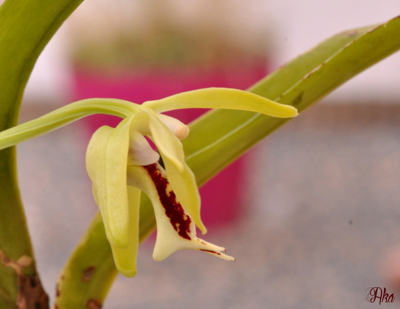 Vanda cristata Crista11