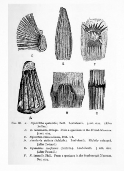 Flore Carbonifère des Alpes Françaises part 2 Equise11