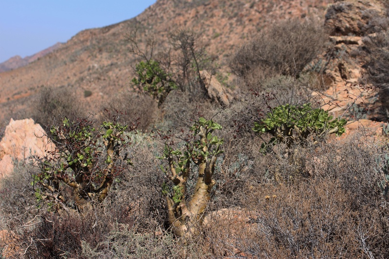 Tylecodon paniculatus (Afrique du Sud) Img_0514
