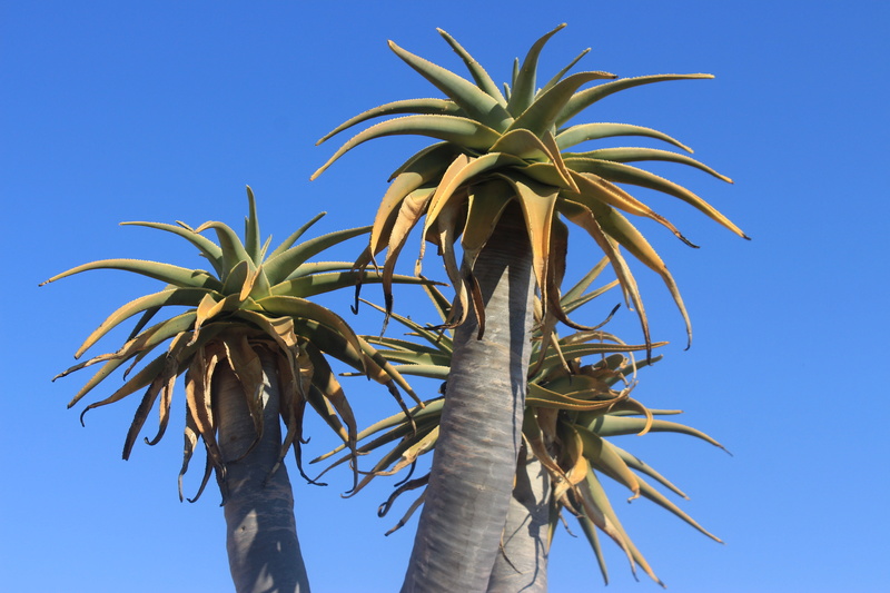 Aloe pillansii (Afrique du Sud) Img_0813